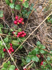 Vaccinium vitis-idaea