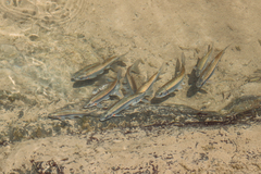 Alburnoides kubanicus