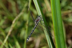 Eusynthemis brevistyla