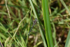 Eusynthemis brevistyla