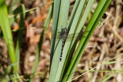 Eusynthemis brevistyla