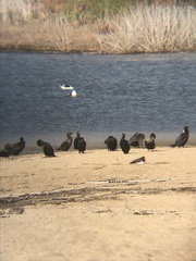 Nannopterum brasilianum brasilianum