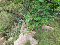 Cotoneaster meyeri