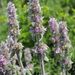 Downy Woundwort - Photo (c) Norbert Sauberer, some rights reserved (CC BY-NC), uploaded by Norbert Sauberer
