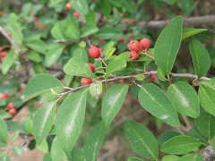 Cotoneaster meyeri