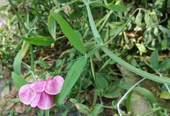 Lathyrus latifolius