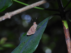 Erionota hiraca