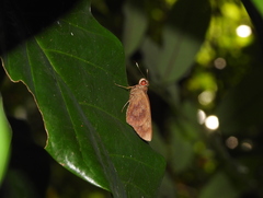 Erionota hiraca