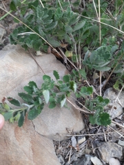 Teucrium chamaedrys nuchense