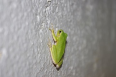 Hyla sarda