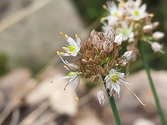 Allium saxatile