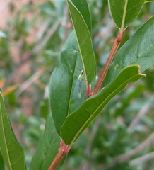 Chrysopa coloradensis