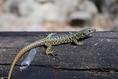 Archaeolacerta bedriagae