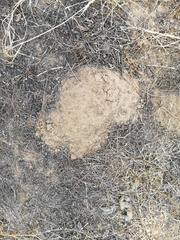 Microtus duodecimcostatus