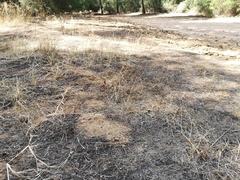 Microtus duodecimcostatus