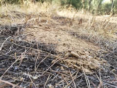 Microtus duodecimcostatus