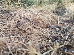 Microtus duodecimcostatus