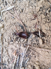 Microtus duodecimcostatus