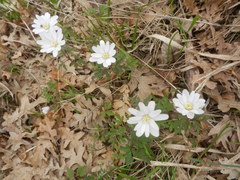 Anemonoides apennina