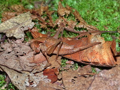 Atlanticus testaceus