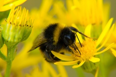 Bombus cryptarum