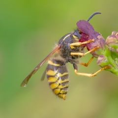 Dolichovespula sylvestris