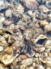Brachynotus sexdentatus