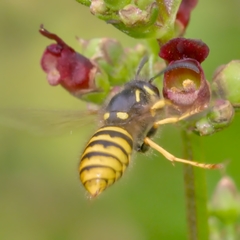 Dolichovespula sylvestris