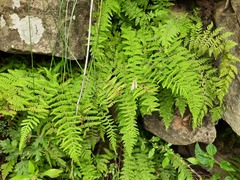 Woodsia caucasica