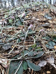 Antennaria solitaria