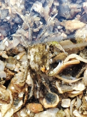 Brachynotus sexdentatus