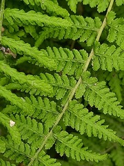 Woodsia caucasica