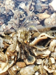 Brachynotus sexdentatus