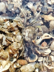 Brachynotus sexdentatus