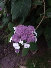 Hydrangea aspera