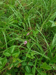 Desmodium incanum image