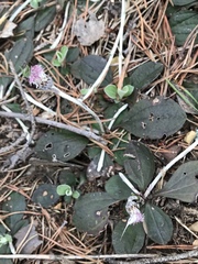 Antennaria solitaria