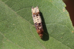 Suleima baracana
