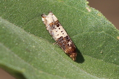 Suleima baracana