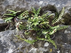 Asplenium trichomanes