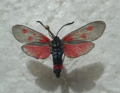 Zygaena cynarae