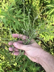 Verbena scabra