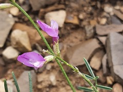 Astragalus subuliformis