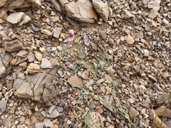 Astragalus subuliformis