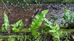 Microsorum membranaceum