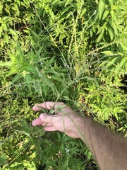 Verbena scabra
