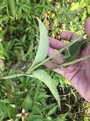 Verbena scabra