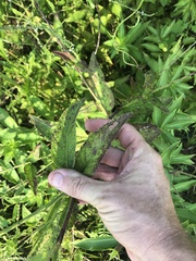 Verbena scabra