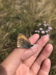 Coenonympha amaryllis