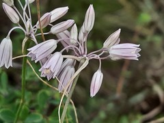 Allium kunthianum